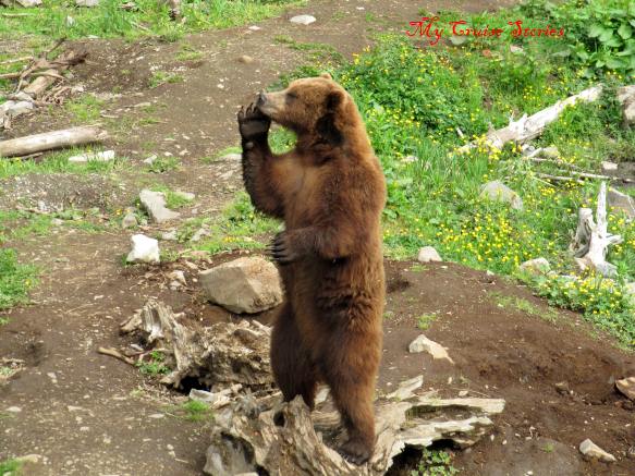 fortress of the bear