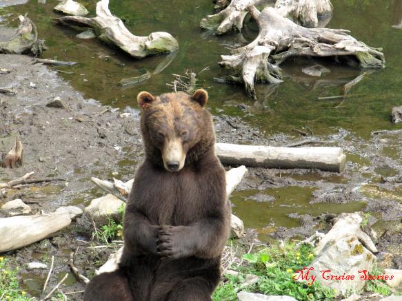 praying bear