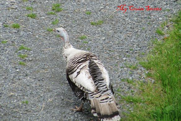turkey at Fortress of the Bear