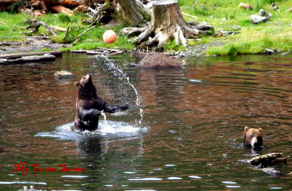this bear had a great time playing with a bal hanging on a rope over a pond