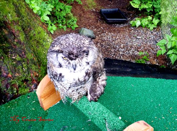 eagle owl at the Sitka Raptor Center