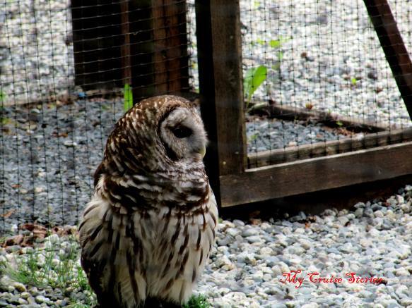 some birds like this owl will never fly again, but other birds at the raptor center recover and are released into the wild