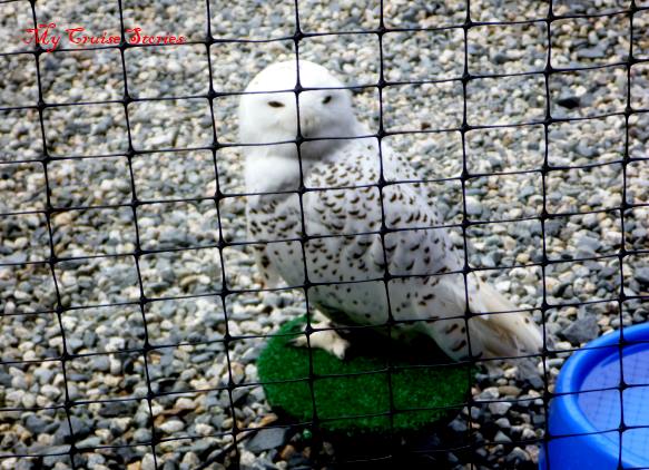 this injured snowy owl will never fly so can't be released into the wild