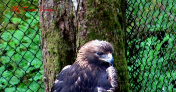 Alaska Raptor Center in Sitka rescues injured birds of prey