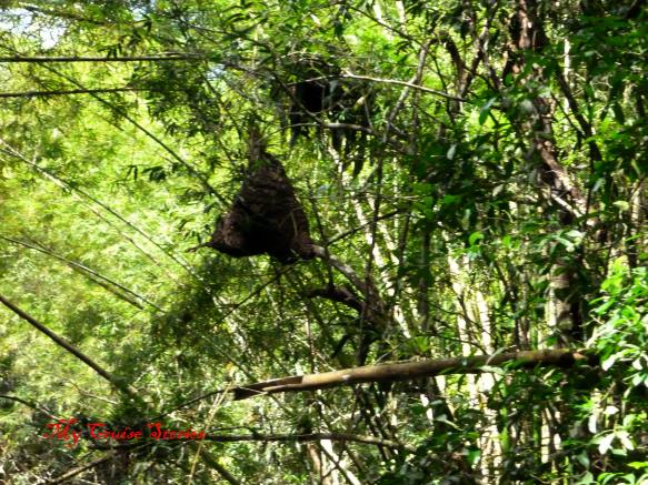 hanging termite nest