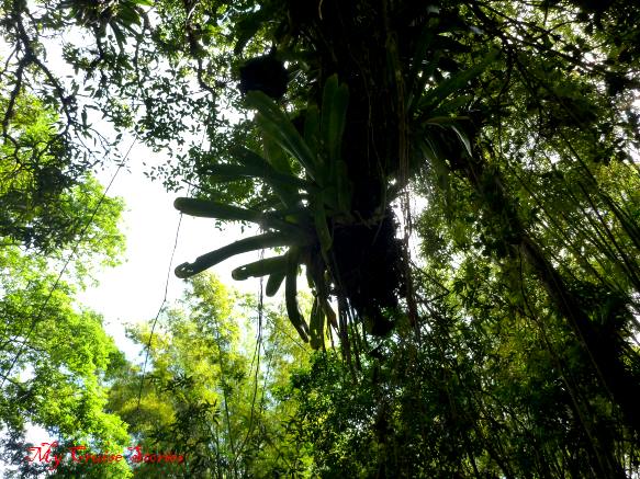 wild air plants in Jamaica