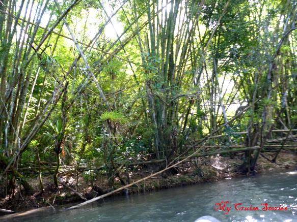 giant bamboo from India