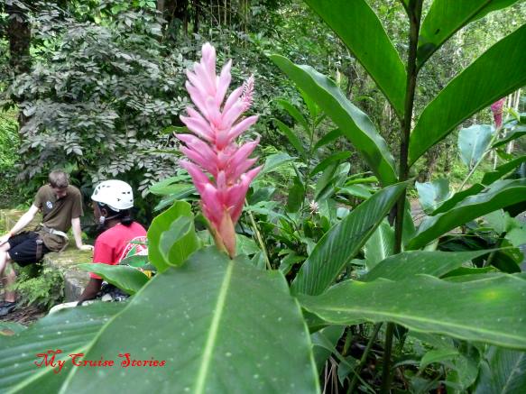 jungle flower