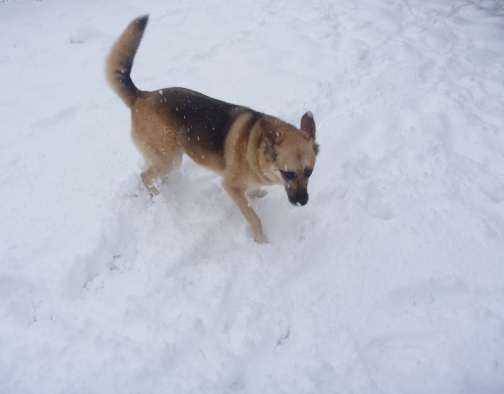 dog in snow