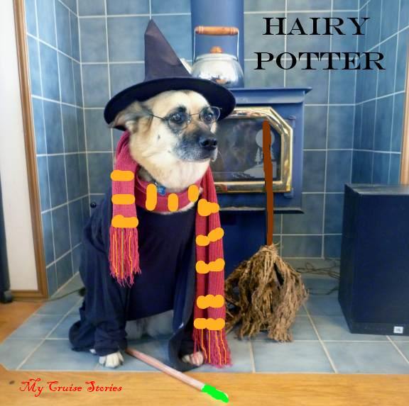 dog as Harry Potter