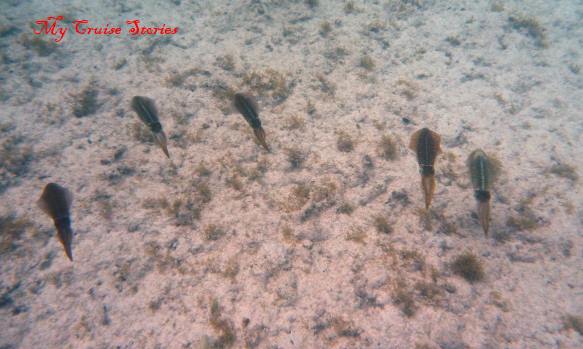 cuttlefish in Aruba