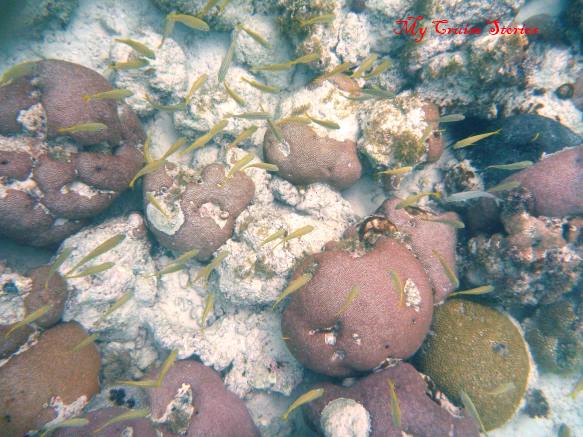 school of small fish