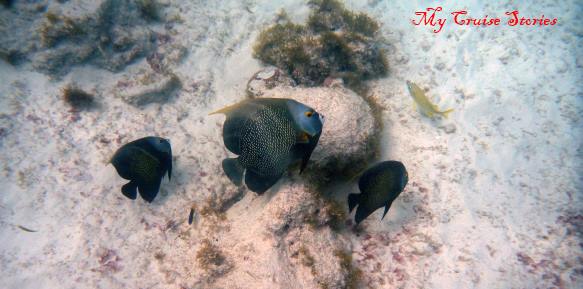 fish seen snorkeling