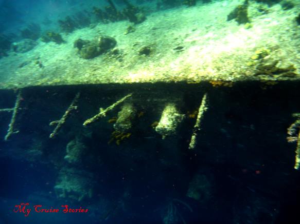 sea life on sunken ship