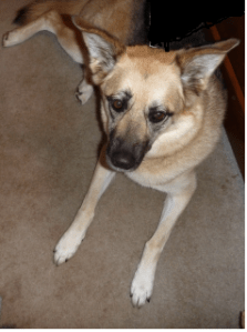 dogs don't have money