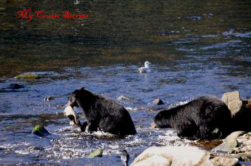 bears fishing in Alaska