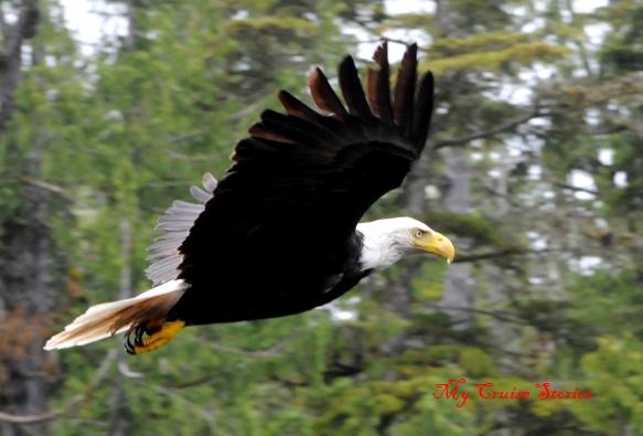 eagle in flight