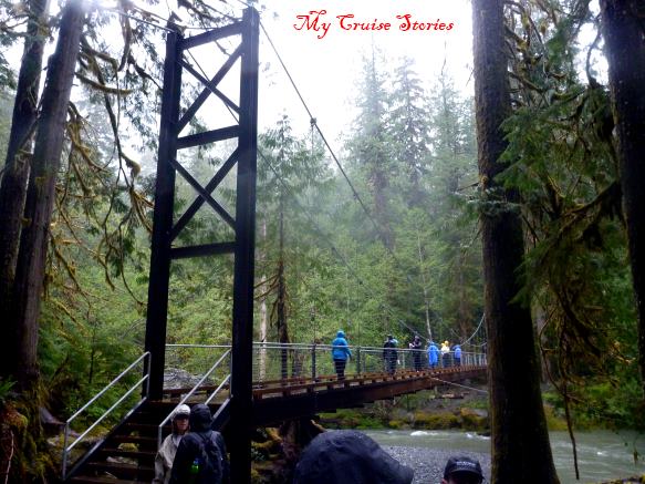 bridge on rainforest trail