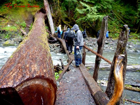 bridge made from fallen logs