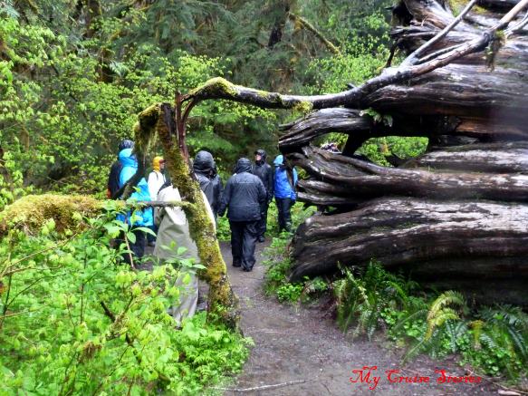 coastal temperate rainforest