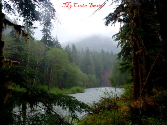 rain forests are green and full of lush vegetation