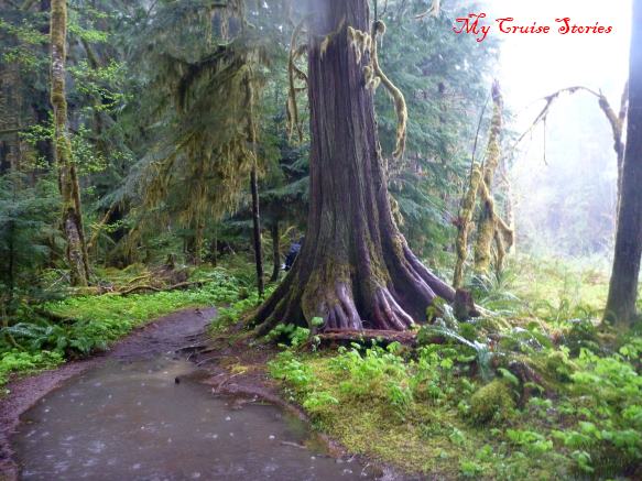 Olympic Rain Forest