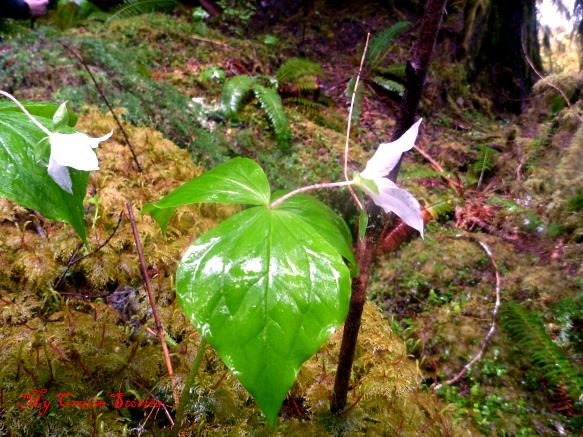 trillium flower