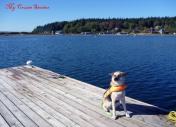 dog in a lifejacket
