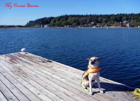 dog in a lifejacket