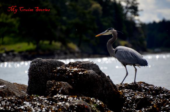 blue heron