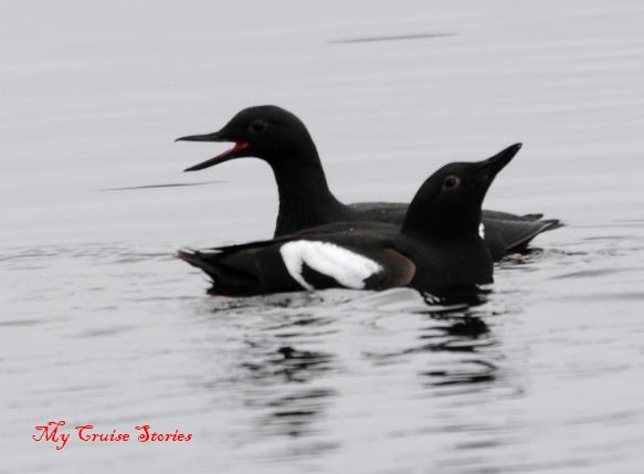 funny little seabirds