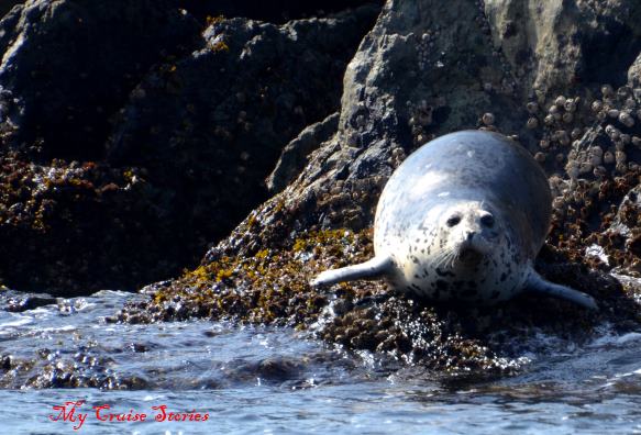 harbour seal