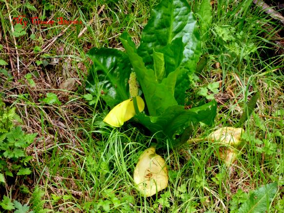 it's not really cabbage