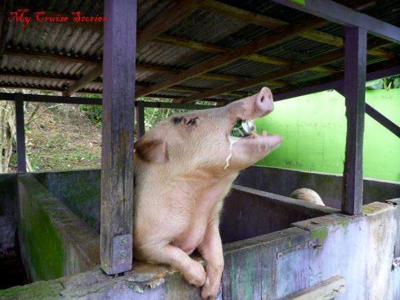 pig with a can of beer