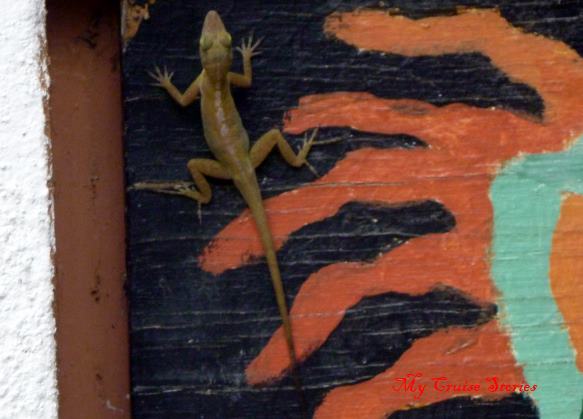 gecko in St. Croix