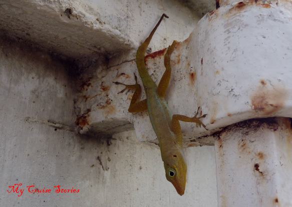 lizard in St Croix