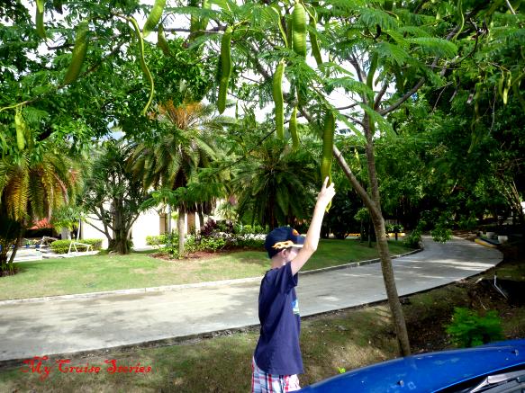 tree with giant pods