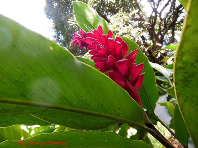 tropical flower