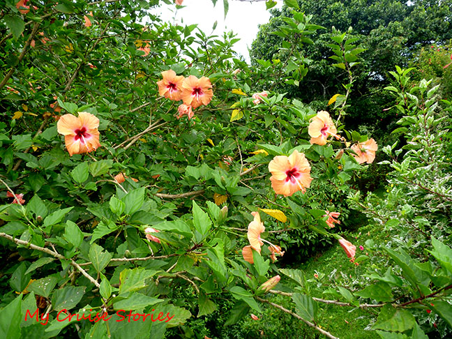 tropical flowers