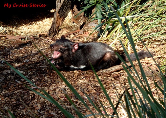 tasmanian devil