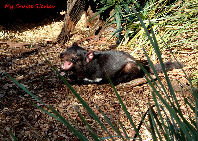 tasmanian devil