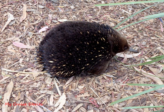 echidna