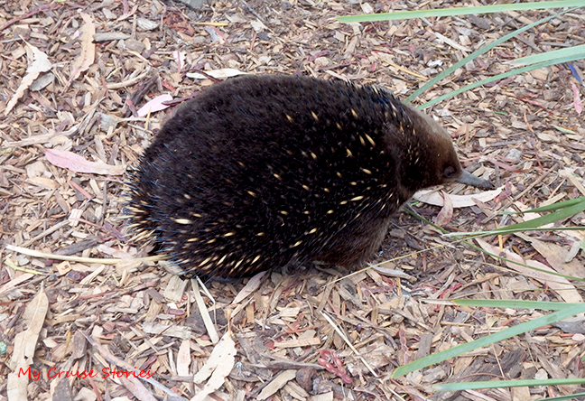 echidna