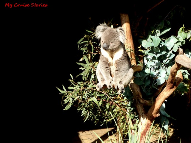 sleepy marsupials