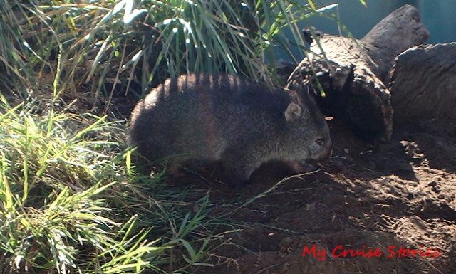 wombat