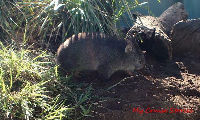 wombat