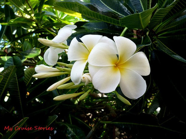 flowers at Grand Turk