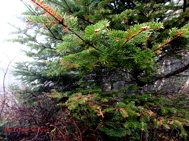 evergreen tree