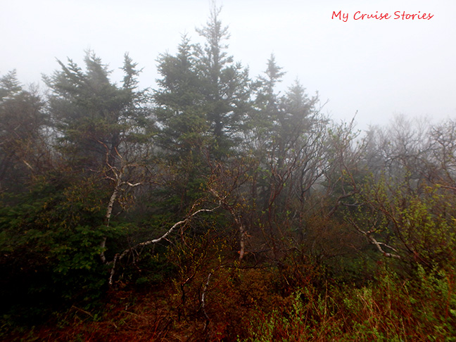 trees at Acadia Park