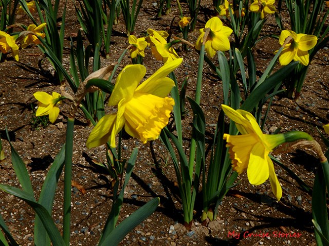daffodils